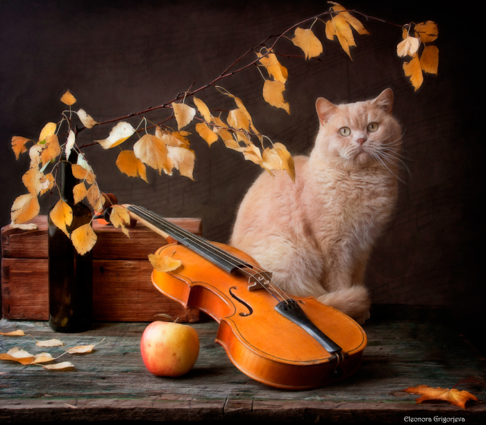 Осенняя мелодия для скрипки с Котом. / Фото: Элеонора Григорьева.
