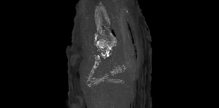 Рентгеновское изображение верхних конечностей и черепа плода. Музей Фицуильяма в Кембридже