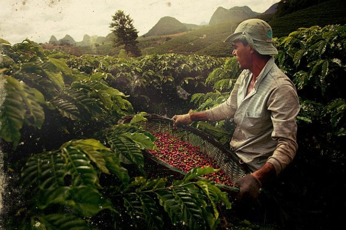 Кофейные плантации в Бразилии.