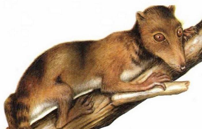Durlstotherium и Durlstodon являются старейшими экземплярами плацентарных млекопитающих.