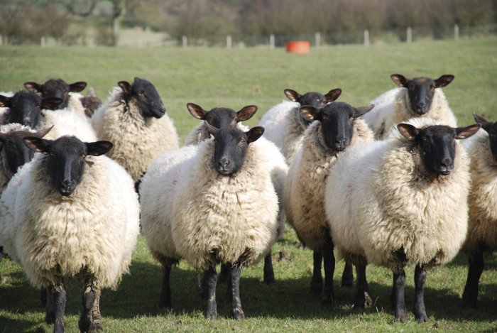Овцы в Ирландии популярны и сегодня.