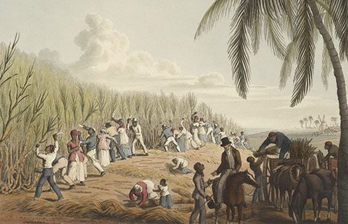Сахарные плантации - основная причина работорговли.