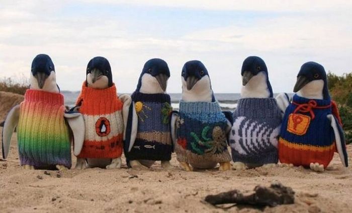 Пингвины в связанных для них свитерах.