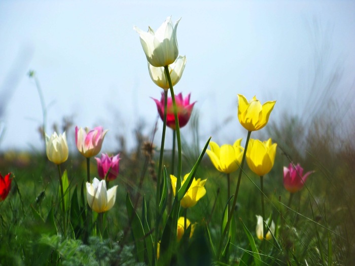 Цветущие тюльпаны Шренка