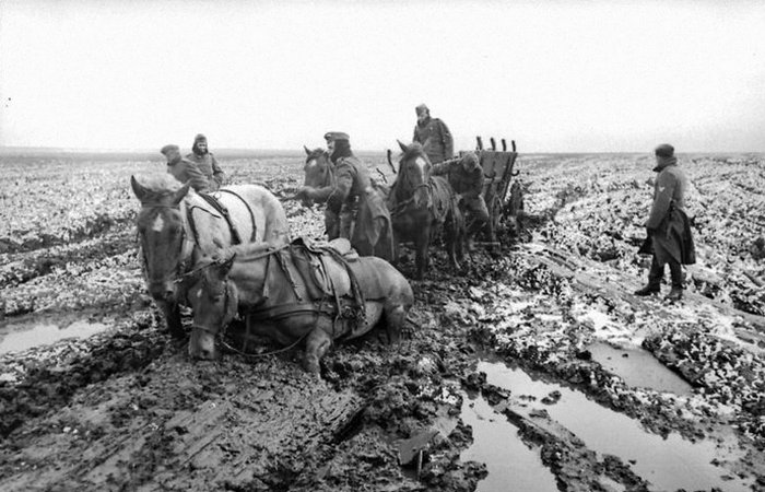 Немецкие лошади, застрявшие в грязи./фото: warhistoryonline.com