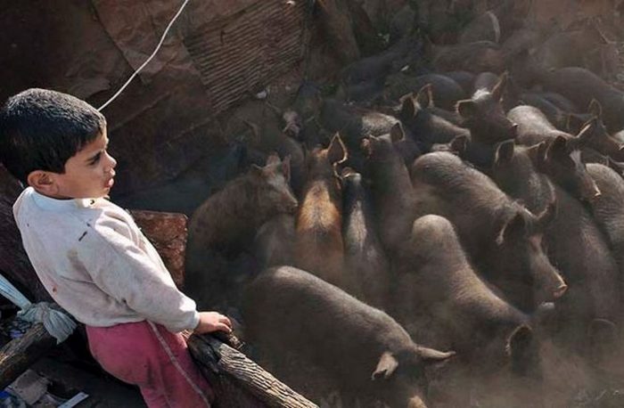 Заббалин - одно из немногих мест в Каире, где можно купить свинину.