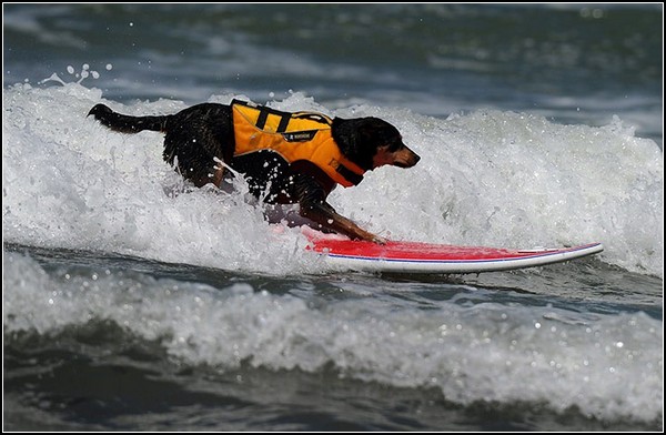 Спортивные собаки на гребне волны: состязание по серфингу среди четвероногих