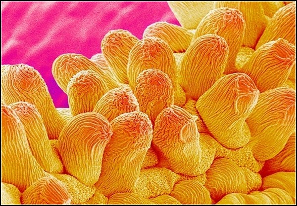 Картинки из микроскопа: лепесток хризантемы