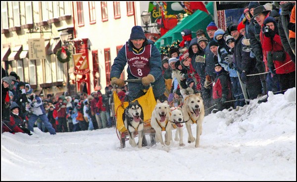 Праздник снеговика: собачьи гонки