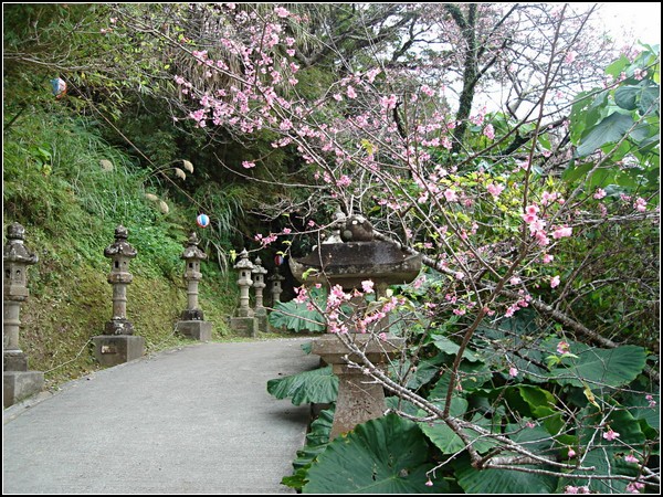 Сакуры в цвету с Окинавы