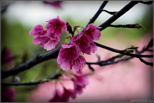 Сакура в цвету из Наго
