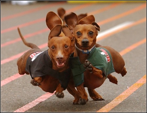 Собачьи бега в Сан-Диего: соревнование собак-сосисок