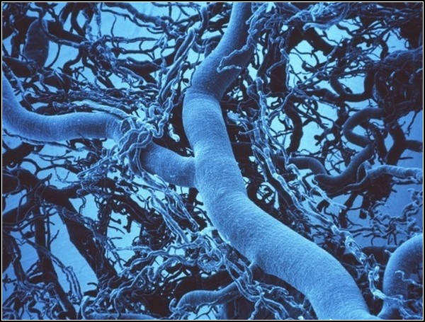 Картинки из микроскопа: капилляры
