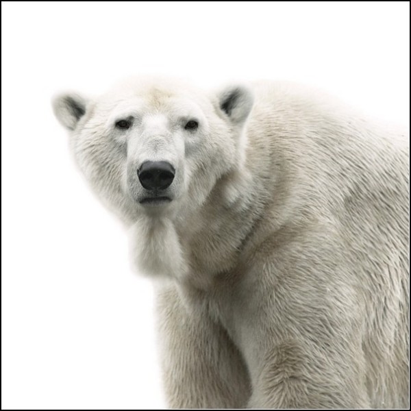 Лица животных. Белый медведь в понедельник