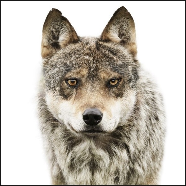 Лица животных. Невыспавшийся волк