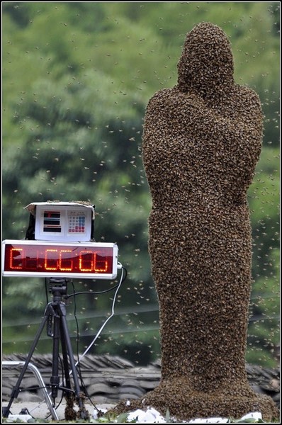 Пчела и человек. Необычный чемпионат в Китае