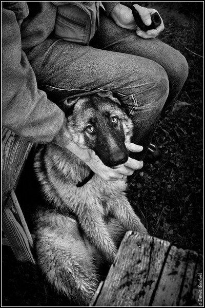 Собачий взгляд на жизнь: черно-белые фото Дениса Бучеля