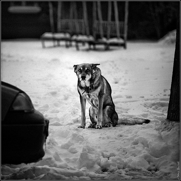 Собачья жизнь. Черно-белые Бимы на фото Дениса Бучеля