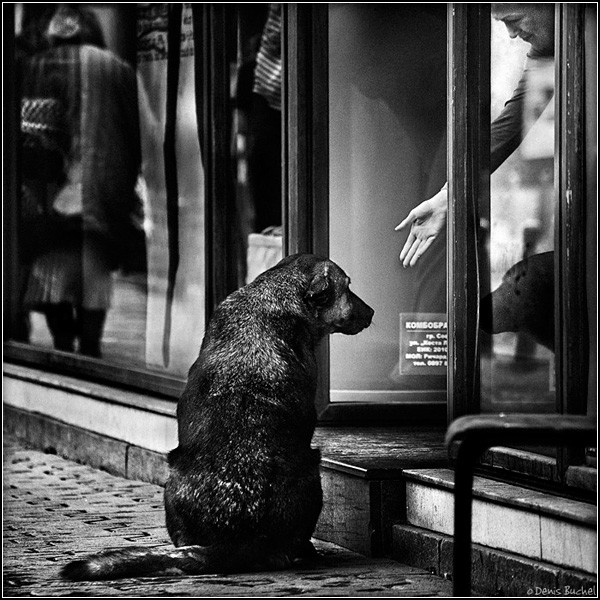 Собачья жизнь. Черно-белые Бимы на фото Дениса Бучеля