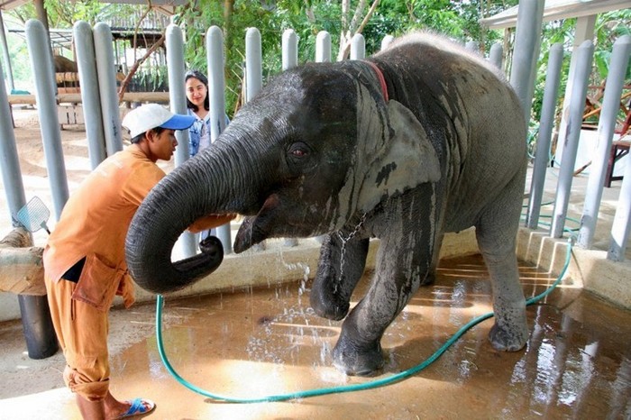 Тайские слоны и их доктора Айболиты