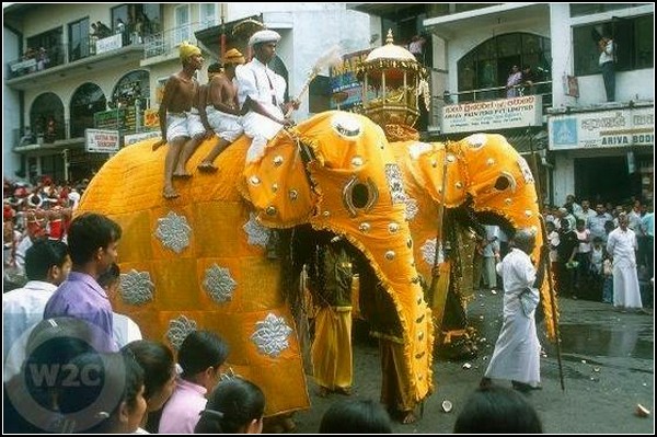 Праздничное шествие за зубом Будды на Шри-Ланке
