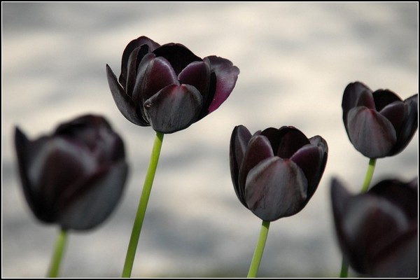 Черные тюльпаны с фестиваля в Морже
