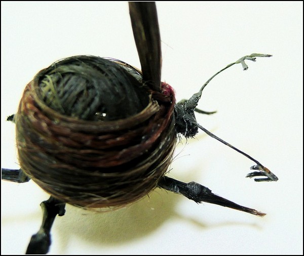 Необычные насекомые из волос: жук