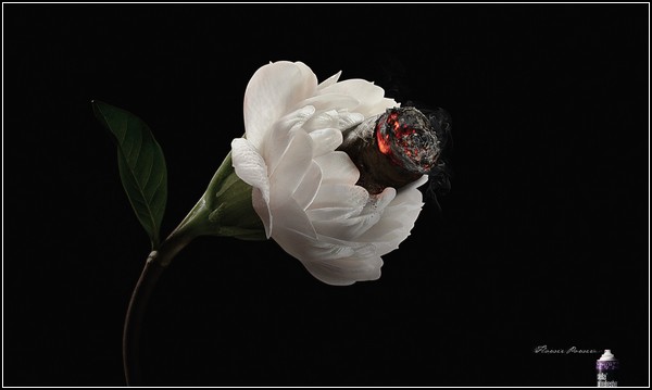 Реклама и цветы: жасмин с ароматом сигары