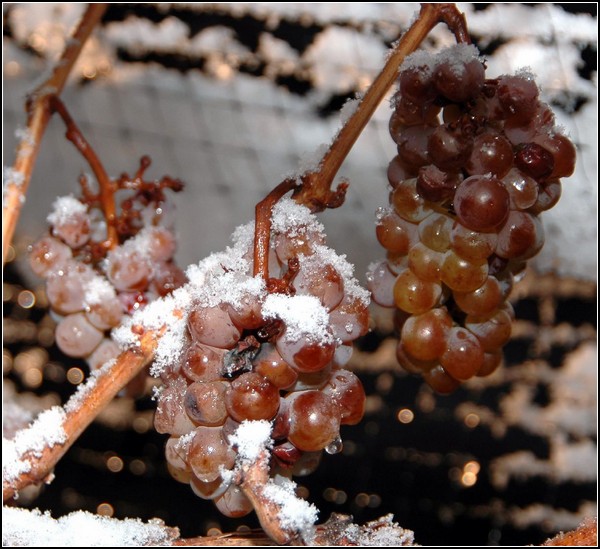 Гроздь ледяного винограда