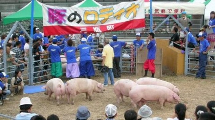 Свинство по-японски: родео на Пятачках
