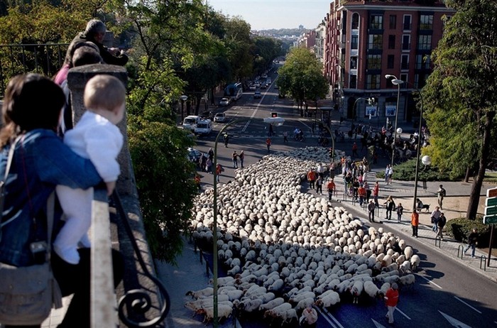 НЕ покорное стадо овец оккупирует Мадрид