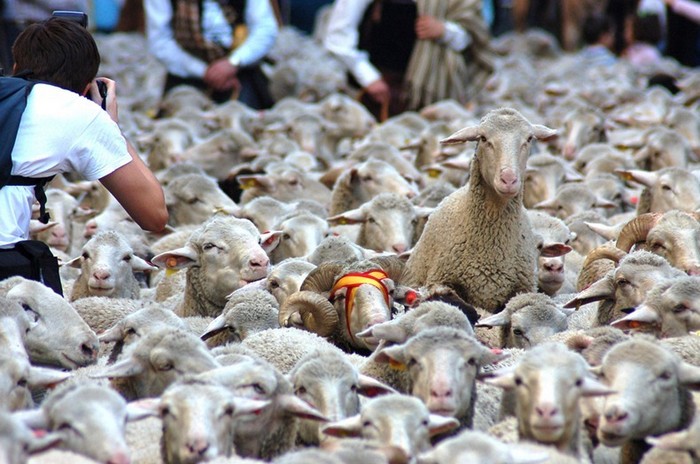 Овцы перестали быть покорным стадом