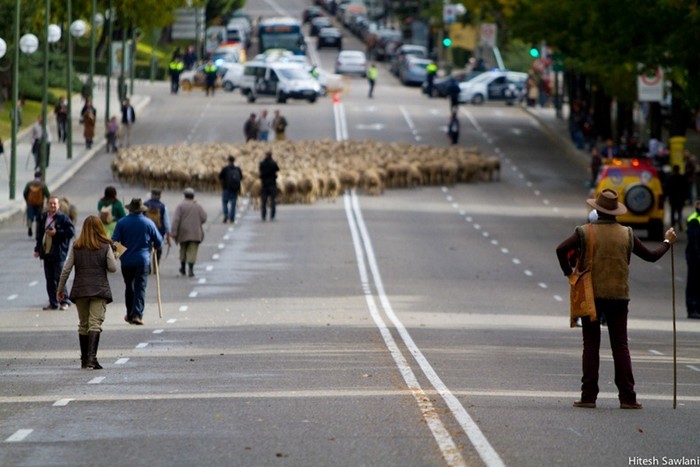 Дорогу овцам! Акция протеста в Мадриде