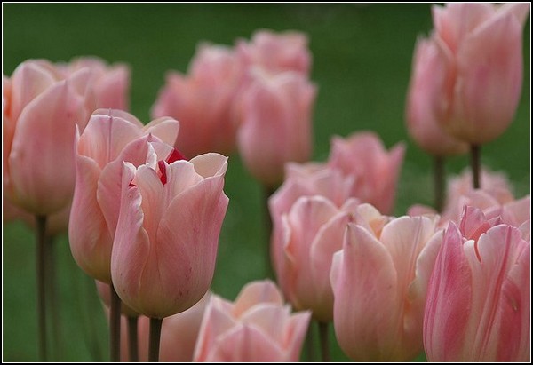 Розовые тюльпаны из Моржа