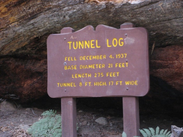 Дупло в дереве может быть туннелем