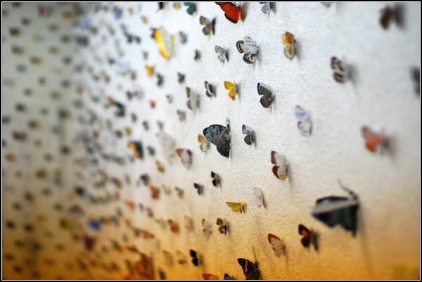 Общество глазами бабочки