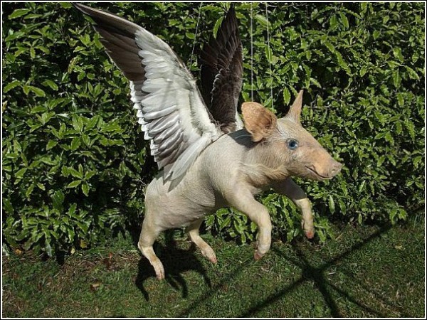 Странные животные Эндрю Ланкастера: летающий свин