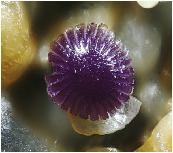Фиолетовая песчинка-ракушка из Ирландии