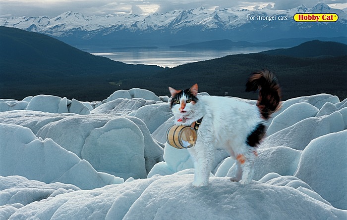 Суровые челябинские кошки: креативная реклама кошачьего корма 