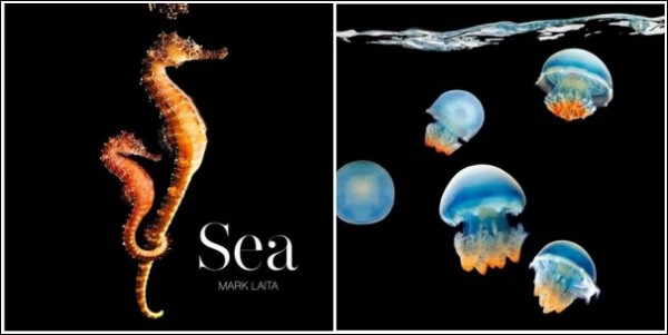 Яркие обитатели морских глубин: обложка сборника Марка Лаиты
