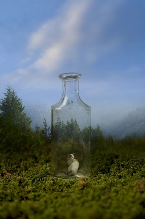 Кошка в бутылке: креативные фотоманипуляции Марка Янкуса