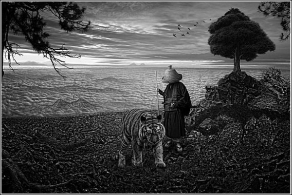 Встреча с тигром: черно-белые фотоработы Ника Педерсена