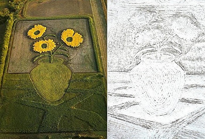 Рисунки на полях: подсолнухи летом и зимой