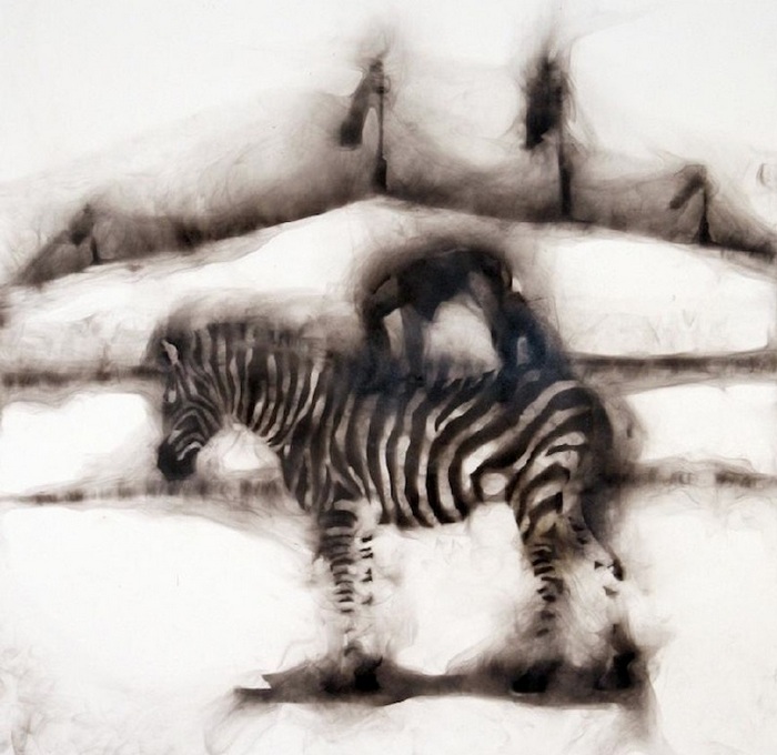 Цирковые зебры на туманной арене: фотокартины Роба Тарбелла, дорисованные дымом