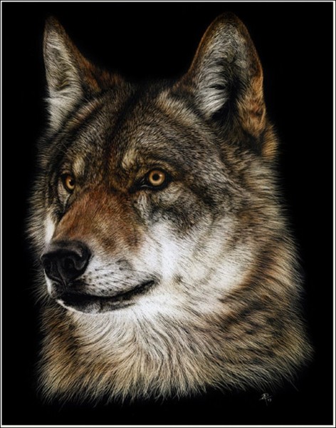 «Крашеный ли волк, стриженый ли волк, он всё равно не похож на пуделя»