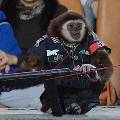 В екатеринбургском цирке выступили обезьяны в форме эсэсовцев