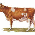 Голштинская порода коров: Интересные факты и история