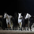 Выставка «Магия лошади»