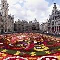 В августе в Брюсселе развернут цветочный ковёр